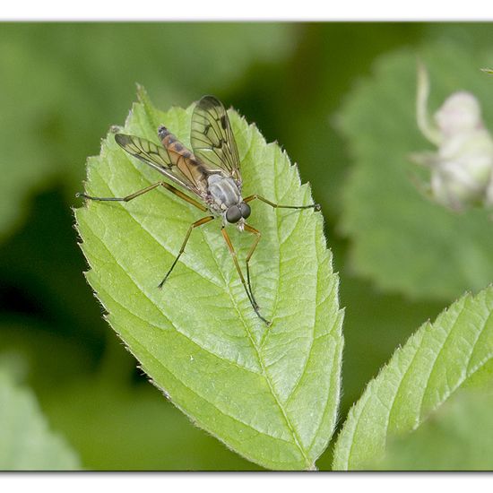 Gemeine Schnepfenfliege: Tier im Habitat Halb-natürliches Grasland in der NatureSpots App