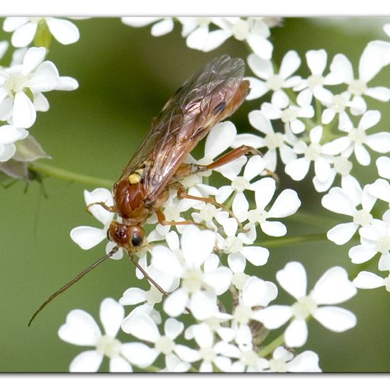 Tenthredopsis nassata: Animal in habitat Semi-natural grassland in the NatureSpots App