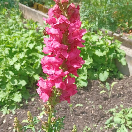 Großes Löwenmaul: Pflanze im Habitat Garten in der NatureSpots App