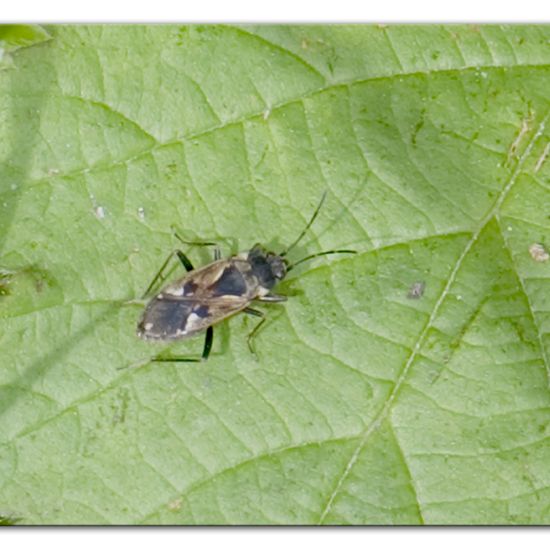 Rhyparochromus vulgaris: Tier im Habitat Halb-natürliches Grasland in der NatureSpots App