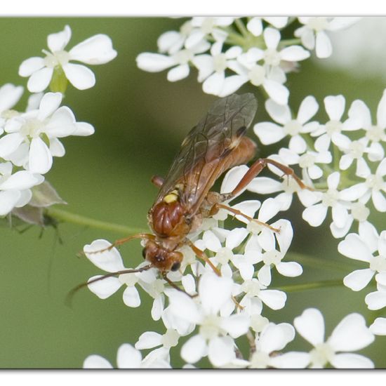 Tenthredopsis nassata: Animal in habitat Semi-natural grassland in the NatureSpots App