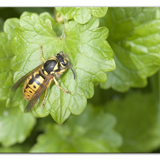 Deutsche Wespe: Tier im Habitat Halb-natürliches Grasland in der NatureSpots App