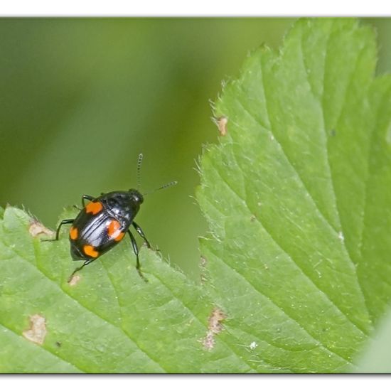 Scaphidium quadrimaculatum: Tier im Habitat Halb-natürliches Grasland in der NatureSpots App