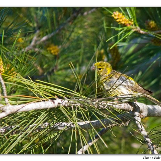 European Serin: Animal in habitat Sandy coast in the NatureSpots App