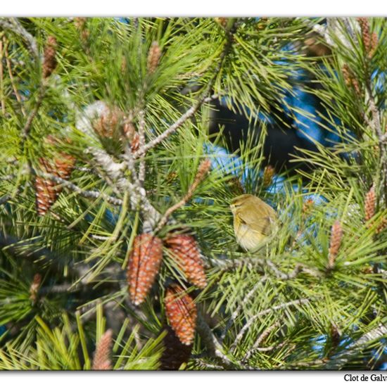 Common Chiffchaff: a Animal nature observation in the ecosystem Sandy ...