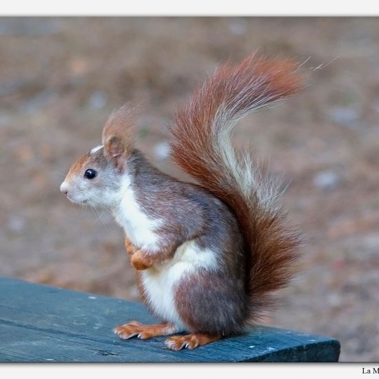 Red squirrel: Animal in habitat Mediterranean forest in the NatureSpots App