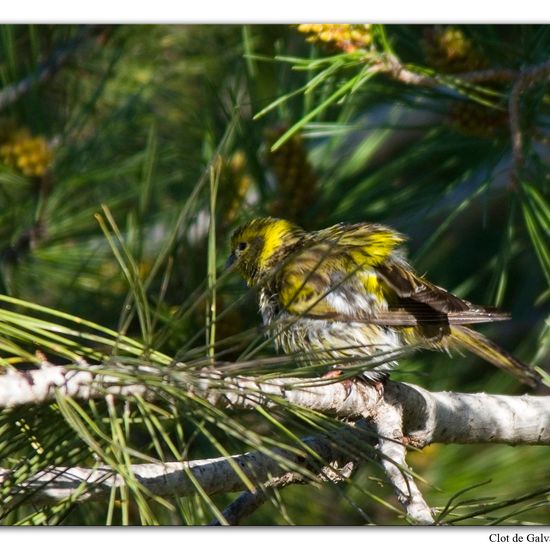 European Serin: Animal in habitat Sandy coast in the NatureSpots App