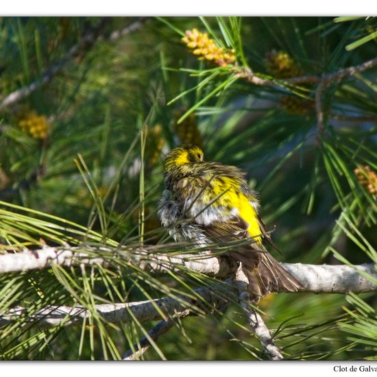 European Serin: Animal in habitat Sandy coast in the NatureSpots App