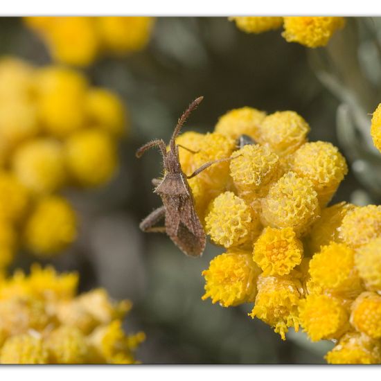 Coriomeris denticulatus: Tier im Habitat Felsküste in der NatureSpots App