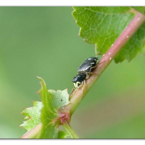 Eine unbekannte Art: Tier im Habitat Halb-natürliches Grasland in der NatureSpots App