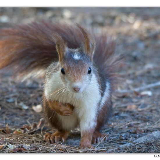 Red squirrel: Animal in habitat Mediterranean forest in the NatureSpots App