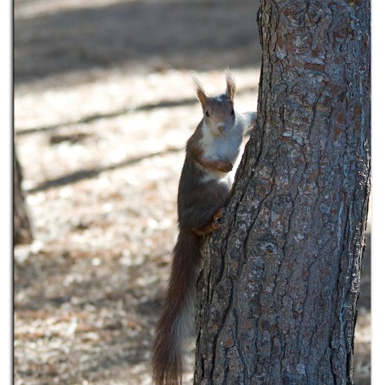 Red squirrel: Animal in habitat Mediterranean forest in the NatureSpots App