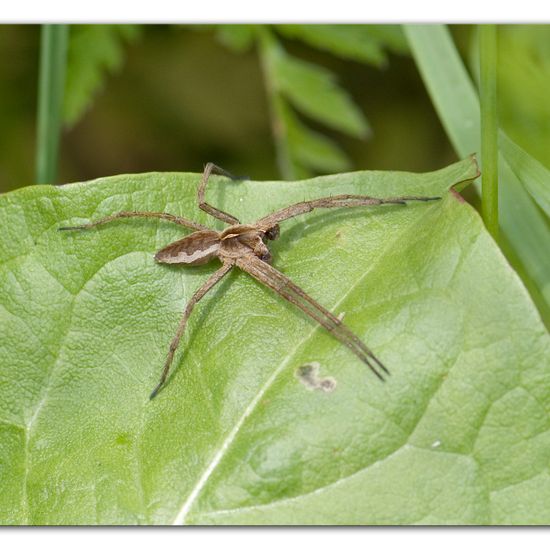 Listspinne: Tier im Habitat Halb-natürliches Grasland in der NatureSpots App