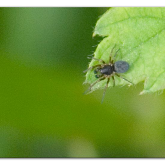 Heckenlauerspinne: Tier im Habitat Halb-natürliches Grasland in der NatureSpots App