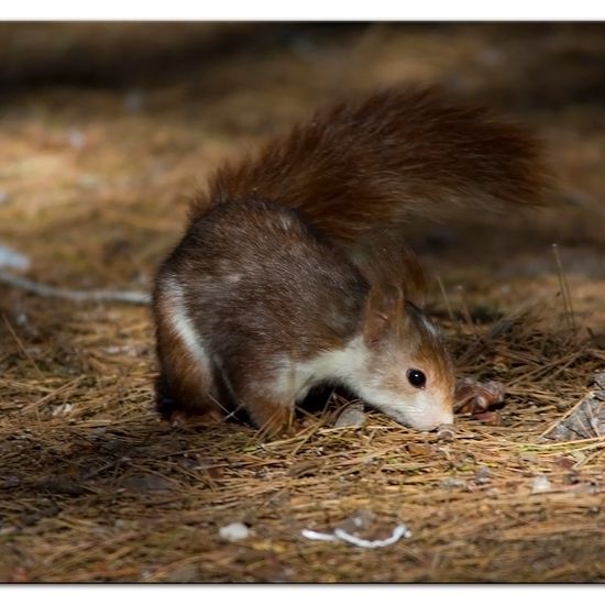 Eurasisches Eichhörnchen: Tier im Habitat Mediterraner Wald in der NatureSpots App