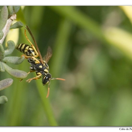 Polistes dominula: Animal in habitat Rocky coast in the NatureSpots App