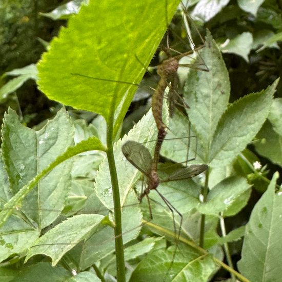 Nigrotipula nigra: Animal in habitat Temperate forest in the NatureSpots App