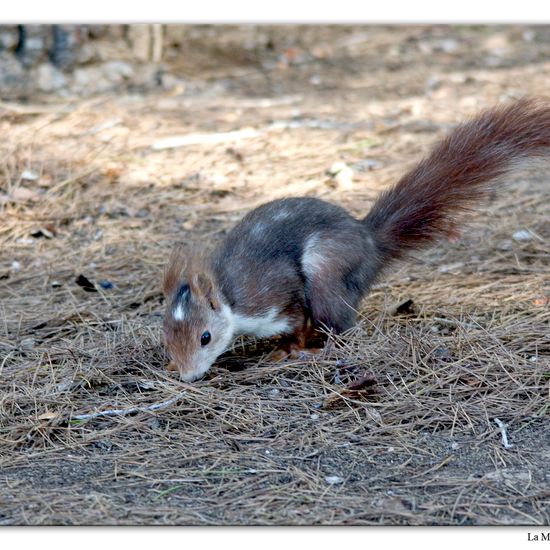 Red squirrel: Animal in habitat Mediterranean forest in the NatureSpots App