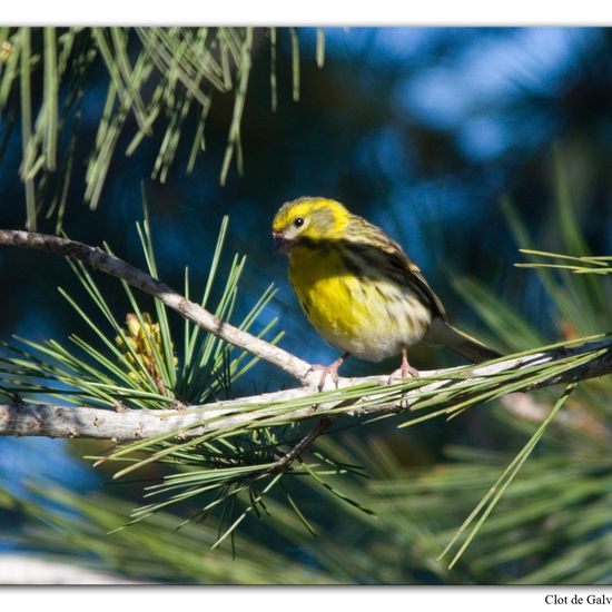 Girlitz: Tier im Habitat Sandküste in der NatureSpots App