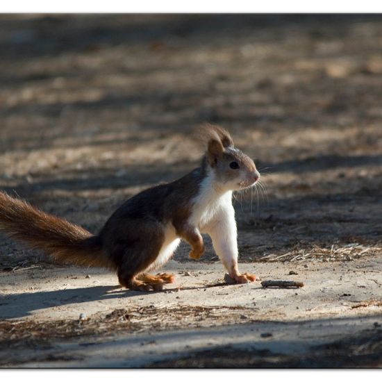 Eurasisches Eichhörnchen: Tier im Habitat Mediterraner Wald in der NatureSpots App