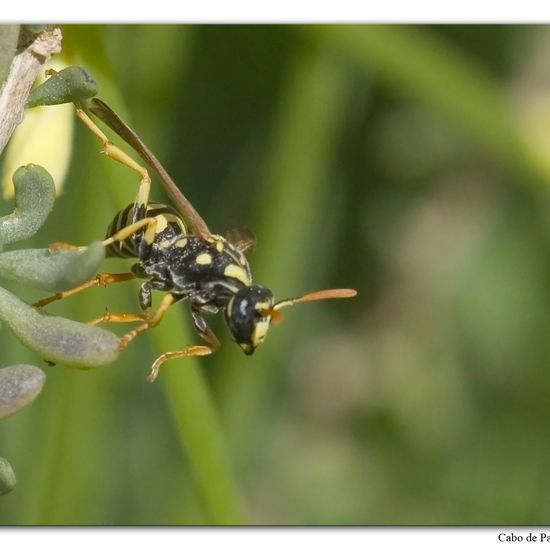 Polistes dominula: Animal in habitat Rocky coast in the NatureSpots App