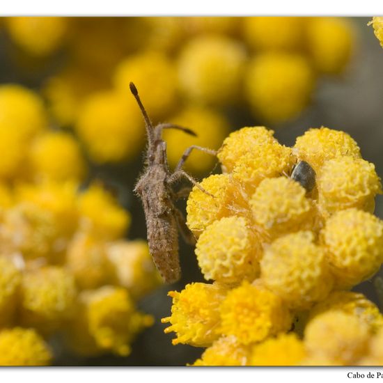 Coriomeris denticulatus: Tier im Habitat Felsküste in der NatureSpots App