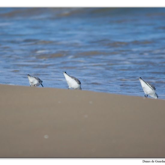 Sanderling: Animal in habitat Sandy coast in the NatureSpots App