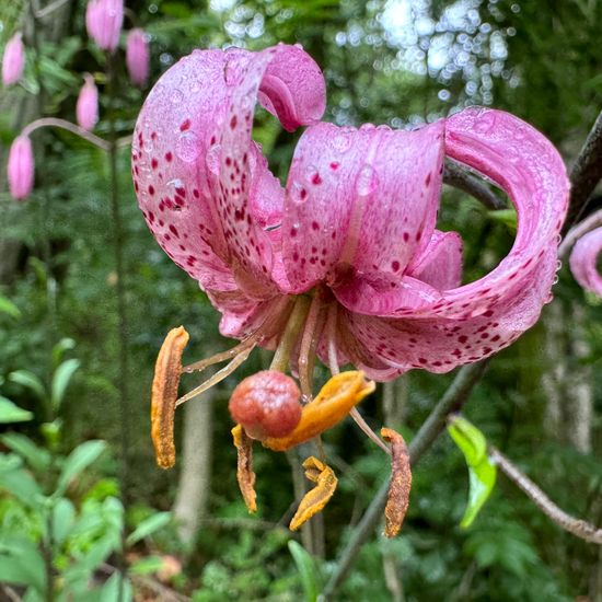 Lilium martagon: Plant in habitat Temperate forest in the NatureSpots App