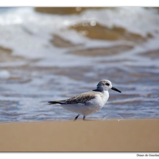 Sanderling: Animal in habitat Sandy coast in the NatureSpots App