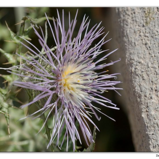 Galactites tomentosus: Plant in habitat Mountain in the NatureSpots App