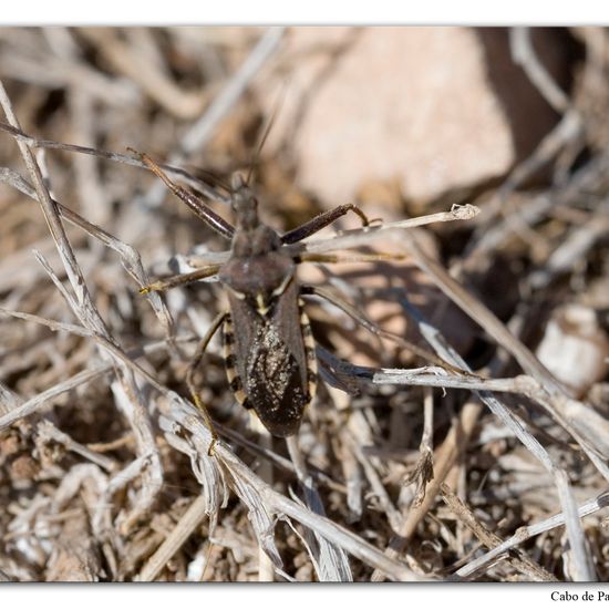 Rhynocoris erythropus: Animal in habitat Rocky coast in the NatureSpots App