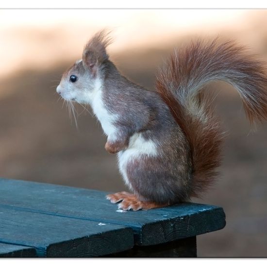 Red squirrel: Animal in habitat Mediterranean forest in the NatureSpots App