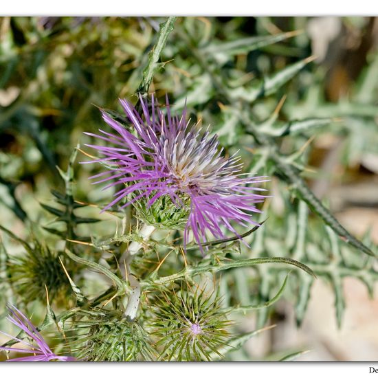 Galactites tomentosus: Plant in habitat Mountain in the NatureSpots App