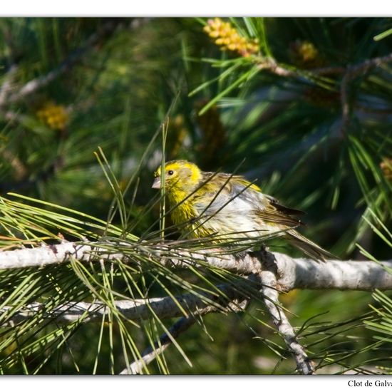 European Serin: Animal in habitat Sandy coast in the NatureSpots App