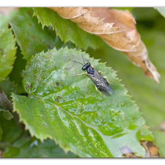 Aneugmenus: Tier im Habitat Garten in der NatureSpots App