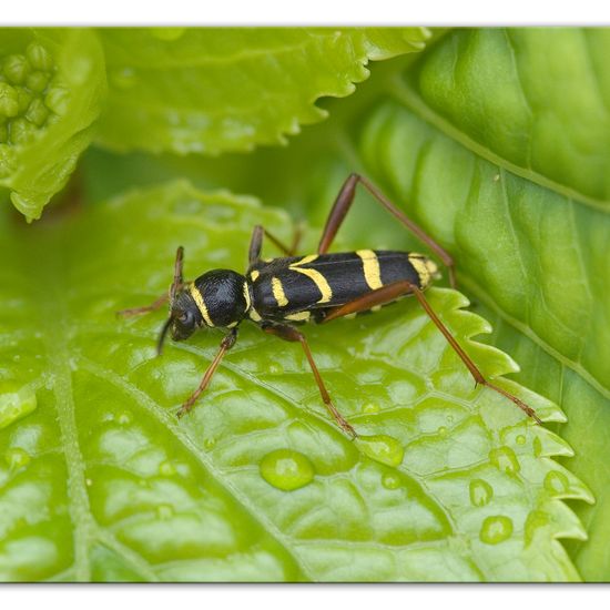 Clytus arietis: Animal in habitat Garden in the NatureSpots App