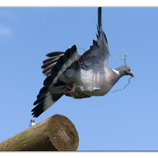 Common Wood Pigeon: Animal in habitat Garden in the NatureSpots App