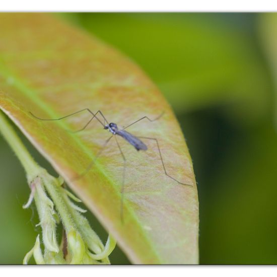 Eine unbekannte Art: Tier im Habitat Garten in der NatureSpots App