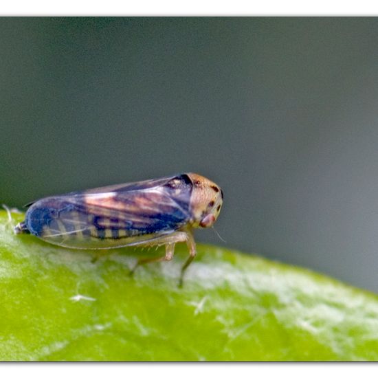 Oncopsis carpini: Tier im Habitat Garten in der NatureSpots App