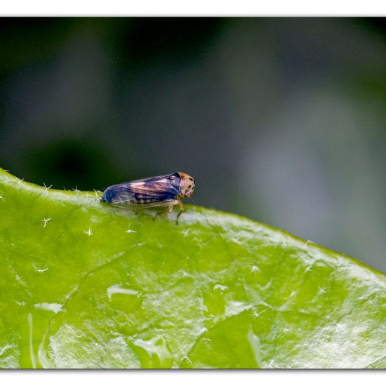 Oncopsis carpini: Tier im Habitat Garten in der NatureSpots App