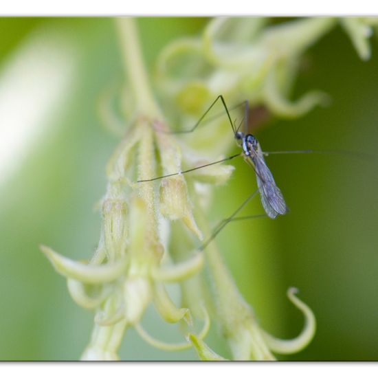 Eine unbekannte Art: Tier im Habitat Garten in der NatureSpots App