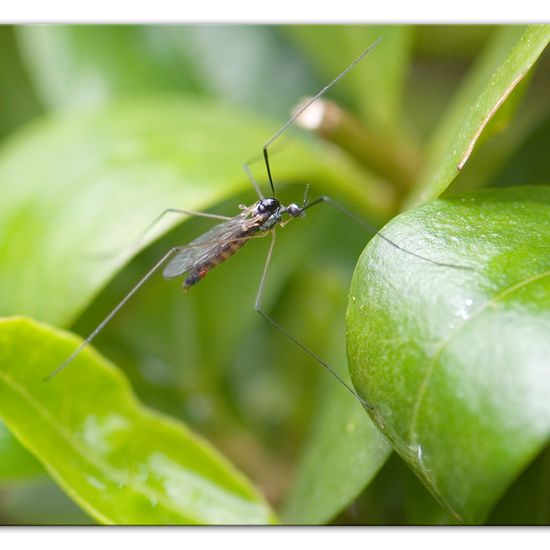 Dicranomyia (Melanolimonia) morio: Animal in habitat Garden in the NatureSpots App