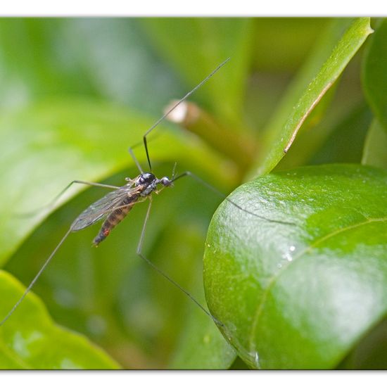 Dicranomyia (Melanolimonia) morio: Animal in habitat Garden in the NatureSpots App