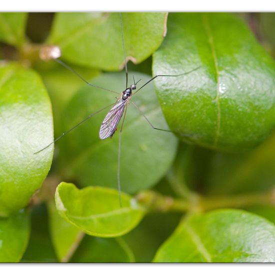 Dicranomyia morio: Tier im Habitat Garten in der NatureSpots App