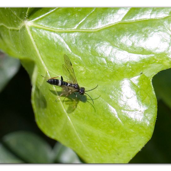 Allantus cinctus: Tier im Habitat Garten in der NatureSpots App