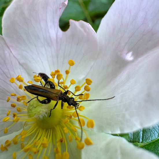 Oedemera femorata: Animal in habitat Buffer strip in the NatureSpots App