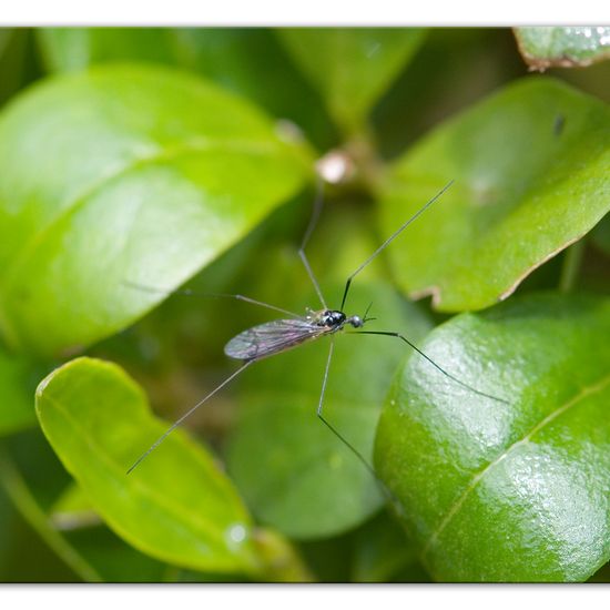 Dicranomyia morio: Tier im Habitat Garten in der NatureSpots App