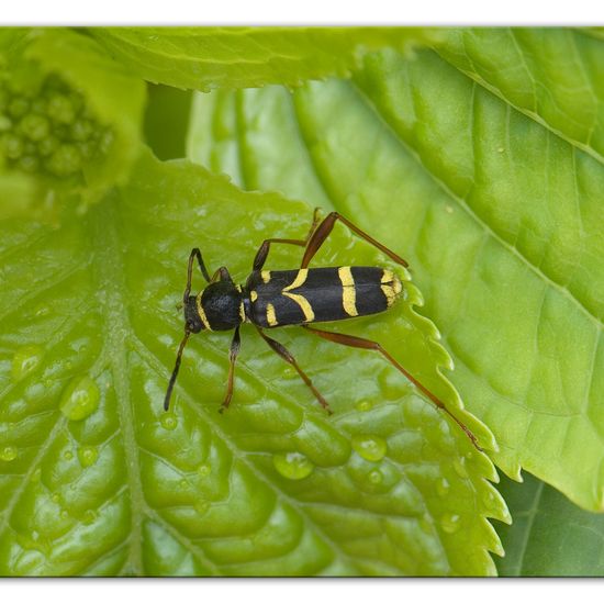 Clytus arietis: Animal in habitat Garden in the NatureSpots App