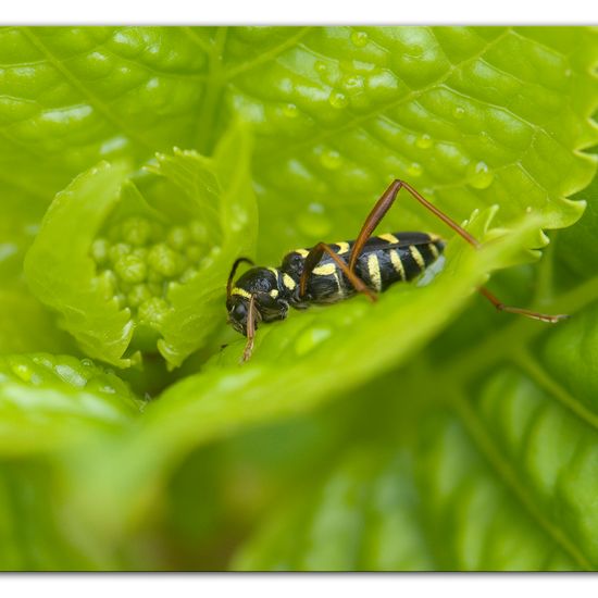 Clytus arietis: Animal in habitat Garden in the NatureSpots App