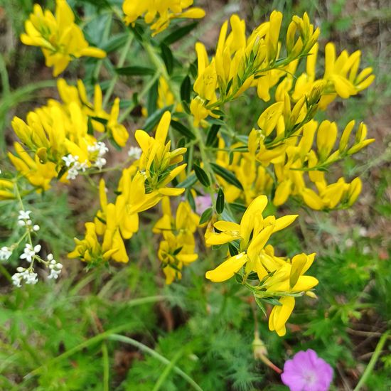 Deutscher Ginster: Pflanze im Habitat Grasland und Büsche in der NatureSpots App